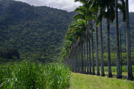 Palm trees in a row with mountain range in the background, Finlayvale, Queensland, Australiaのeditorial素材