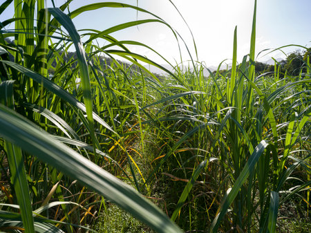Close-up of tallgrass, Far North Queensland, Queensland, Australiaのeditorial素材