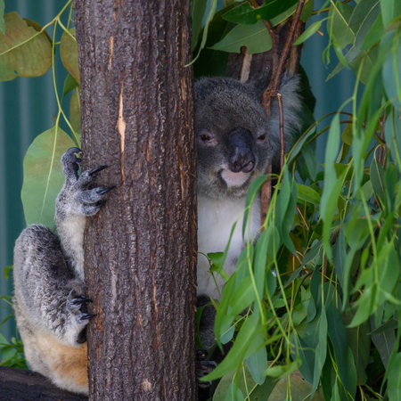 Close-up of Koala, Port Douglas, Far North Queensland, Queensland, Australiaのeditorial素材