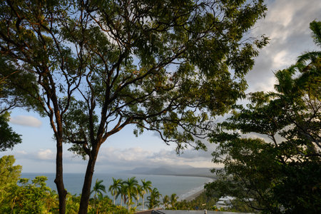 View of trees, Port Douglas, Queensland, Australiaのeditorial素材