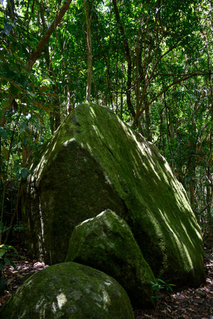 Moss covered boulder in a forest, Mossman Gorge, Finlayvale, Queensland, Australiaのeditorial素材