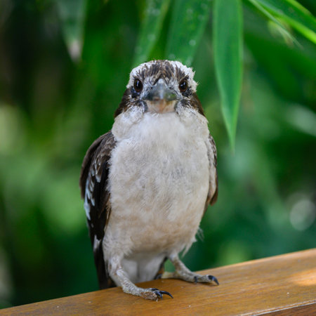 Close-up of a bird, Jaques Coffee Plantation, Queensland, Australiaのeditorial素材