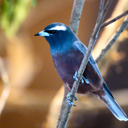 Bird perching on tree branch, Port Douglas, Far North Queensland, Queensland, Australiaのeditorial素材