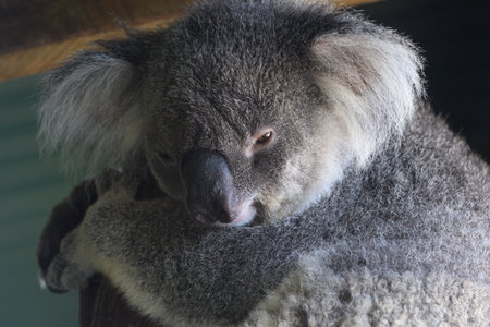 Close-up of a Koala bear, Port Douglas, Far North Queensland, Queensland, Australiaのeditorial素材