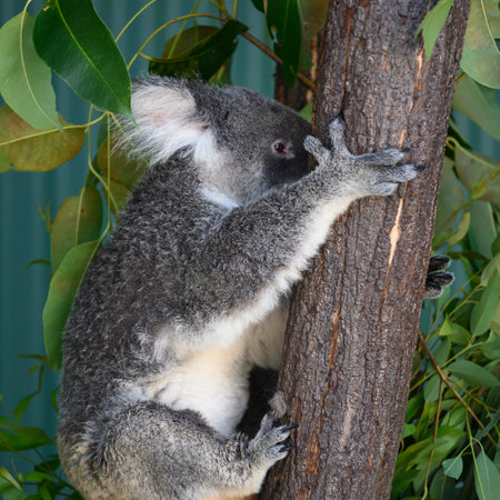 Close-up of Koala climbing up tree, Port Douglas, Far North Queensland, Queensland, Australiaのeditorial素材