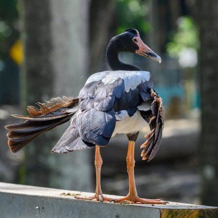 Close-up of a bird, Port Douglas, Far North Queensland, Queensland, Australiaのeditorial素材