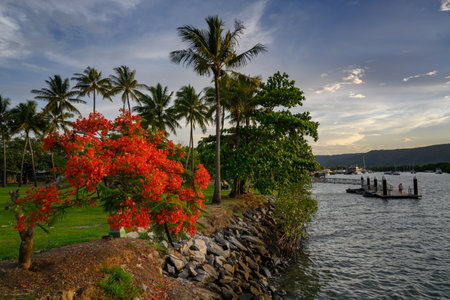 Tree at oceanside, Port Douglas, Queensland, Australiaのeditorial素材