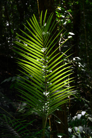 Close-up of green fern leaves, Mossman Gorge, Finlayvale, Queensland, Australiaのeditorial素材