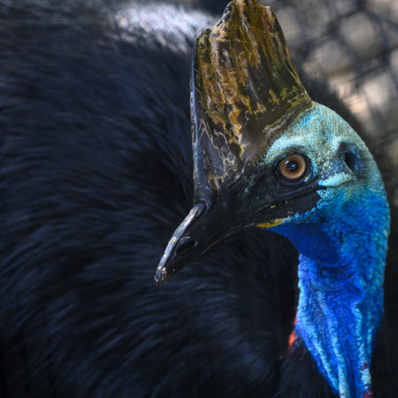 Close-up of Cassowary, Port Douglas, Far North Queensland, Queensland, Australia