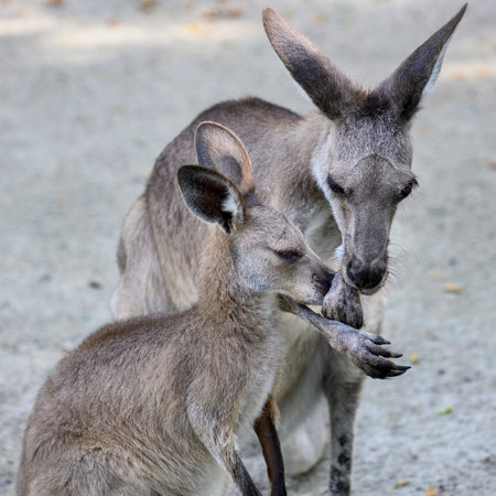 Close-up of Kangaroo with its young, Port Douglas, Far North Queensland, Queensland, Australiaのeditorial素材