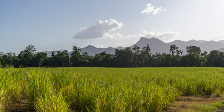 Crop in a field, Far North Queensland, Queensland, Australiaのeditorial素材
