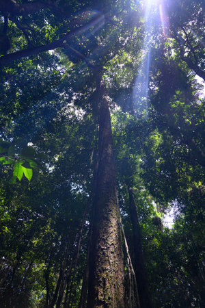 Sunlight through trees in a forest, Mossman Gorge, Finlayvale, Queensland, Australiaのeditorial素材