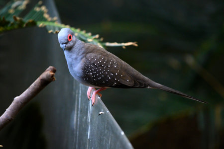 Close-up of a Feral Pigeon, Port Douglas, Far North Queensland, Queensland, Australiaのeditorial素材