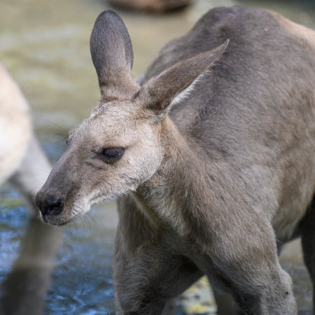 Close-up of Kangaroo, Port Douglas, Far North Queensland, Queensland, Australiaのeditorial素材