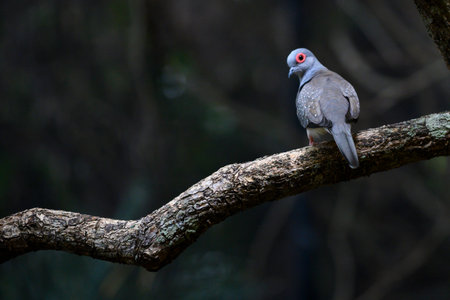 Close-up of a Feral Pigeon, Port Douglas, Far North Queensland, Queensland, Australiaのeditorial素材
