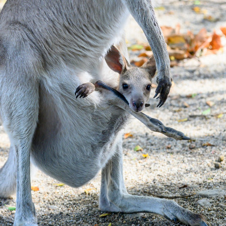 Close-up of baby Wallaby in a pouch, Port Douglas, Far North Queensland, Queensland, Australia