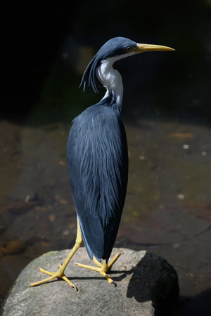 Close-up of a heron, Port Douglas, Far North Queensland, Queensland, Australiaのeditorial素材