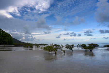 Scenic view of trees flooded along the beach, Cape Tribulation Beach, Cape Tribulation, Queensland, Australiaのeditorial素材