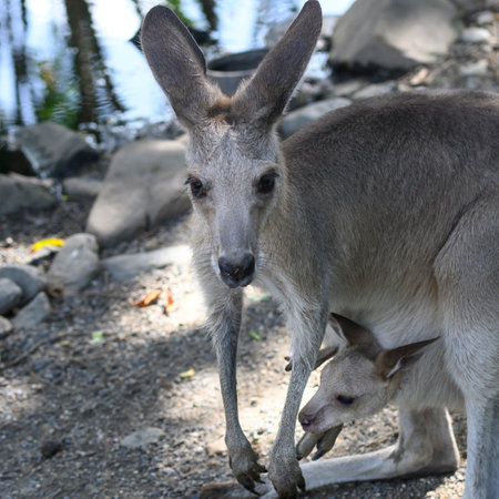 Close-up of Wallaby with its young, Port Douglas, Far North Queensland, Queensland, Australiaのeditorial素材