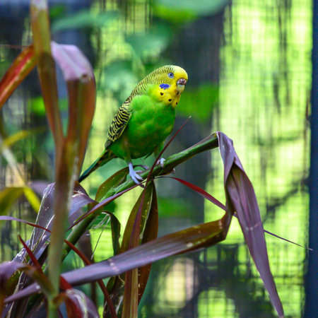 Close-up of Budgerigar perching on leaf, Port Douglas, Far North Queensland, Queensland, Australiaのeditorial素材