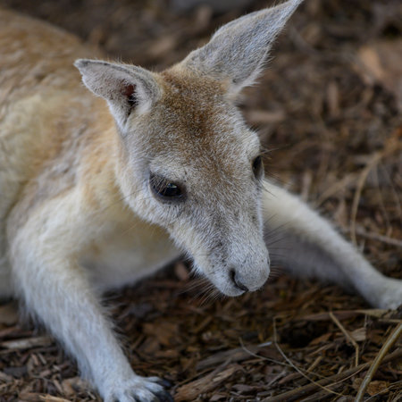 Close-up of young Kangaroo, Port Douglas, Far North Queensland, Queensland, Australiaのeditorial素材