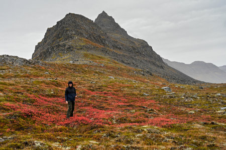Woman standing in field of wildflowers, Sudavik, Westfjords, Icelandのeditorial素材