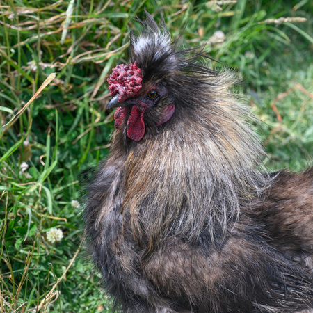 Close-up of a rooster, Northland, North Island, New Zealandのeditorial素材
