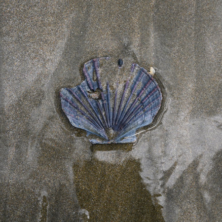 Sea shell on the beach, Langs Beach, Waipu, Bream Bay, Far North District, North Island, New Zealand