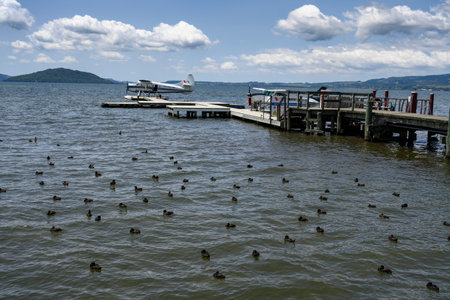 Seaplane with ducks in the ocean, Rotorua, Bay of Plenty, North Island, New Zealandのeditorial素材