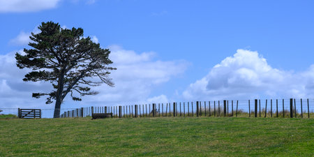 Fence in a field, Te Hapua, Kaitaia, Far North District, North Island, New Zealand