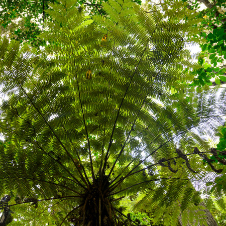 Low angle view of trees, Whangarei Falls, Tikipunga, Whangarei, Northland, North Island, New Zealand