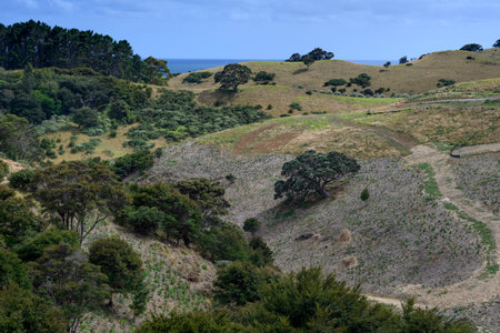 Landscape on Waiheke Island, Auckland, Auckland Region, North Island, New Zealandのeditorial素材