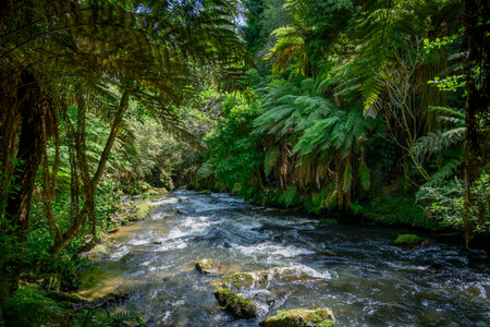 Stream flowing in park, Rotorua, Bay of Plenty, North Island, New Zealandのeditorial素材