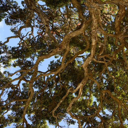 Low angle view of trees, Waiheke Island, Auckland, Auckland Region, North Island, New Zealandのeditorial素材