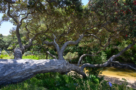 Fallen tree in the forest, Langs Beach, Waipu, Bream Bay, Far North District, North Island, New Zealandのeditorial素材