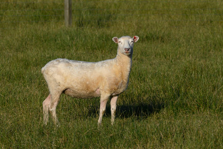 Sheep in a field, Twyford, Hastings, Hawke's Bay Region, North Island, New Zealandのeditorial素材