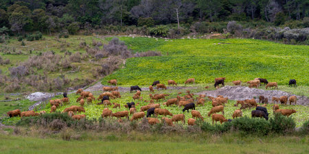 Cattle in a field, Cathedral Cove, Coromandel Peninsula, North Island, New Zealandのeditorial素材