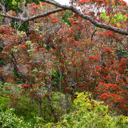 Flowers growing on trees in the forest, Kelburn, Wellington, Wellington Region, North Island, New Zealandのeditorial素材