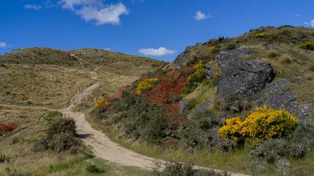Scenic view of dirt road, Queenstown Hill Time Walkway, Queenstown, Otago Region, South Island, New Zealandのeditorial素材