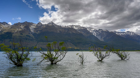 Trees growing in Lake Wakatipu, Queenstown, Otago Region, South Island, New Zealandのeditorial素材