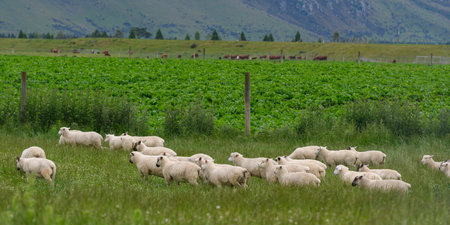 Sheep grazing in field, Longridge North, Southland, New Zealandのeditorial素材
