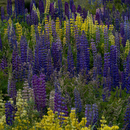 Close-up of lupine plants, New Zealandのeditorial素材