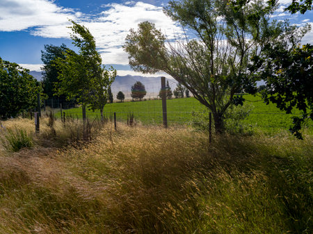 Scenic view of a field, Wanaka, Otago Region, South Island, New Zealandのeditorial素材