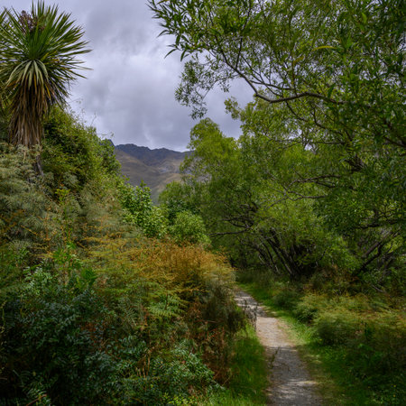 Dirt road passing through forest, Diamond Lake Conservation Area, Wanaka, Otago Region, South Island, New Zealandのeditorial素材