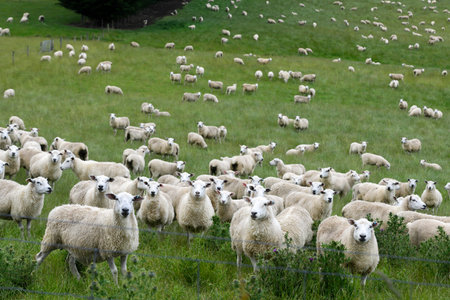 Sheep grazing in a field, Lumsden, Southland, New Zealandのeditorial素材