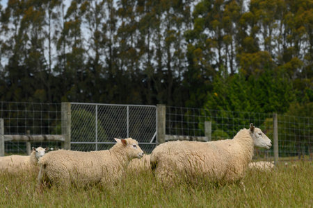 Sheep in a fenced field, Manapouri, Te Anau, Fiordland National Park, South Island, New Zealandのeditorial素材