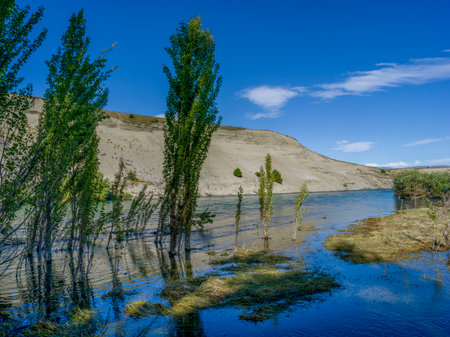 Plants growing in a pond, Albert Town, Wanaka, Otago Region, South Island, New Zealandのeditorial素材
