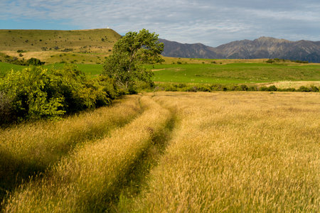 Scenic view of landscape, Albert Town, Wanaka, Otago Region, South Island, New Zealandのeditorial素材