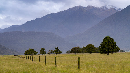 Scenic view of a field, Lake Matheson Walk, West Coast, South Island, New Zealandのeditorial素材