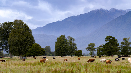 Cattle grazing in a field, Lake Matheson Walk, West Coast, South Island, New Zealandのeditorial素材